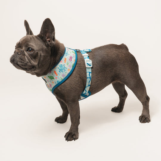 Frenchie Duo Reversible Harness - Aquatic Critters