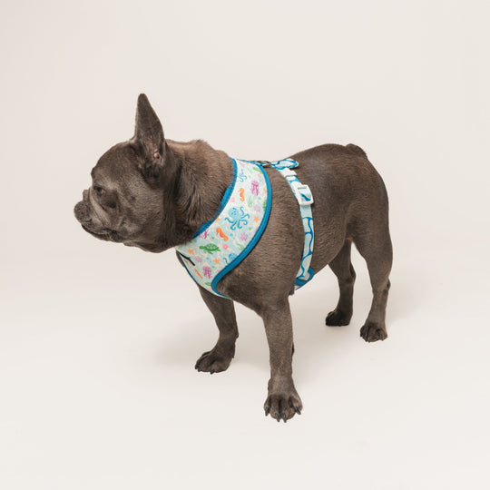 Frenchie Duo Reversible Harness - Aquatic Critters