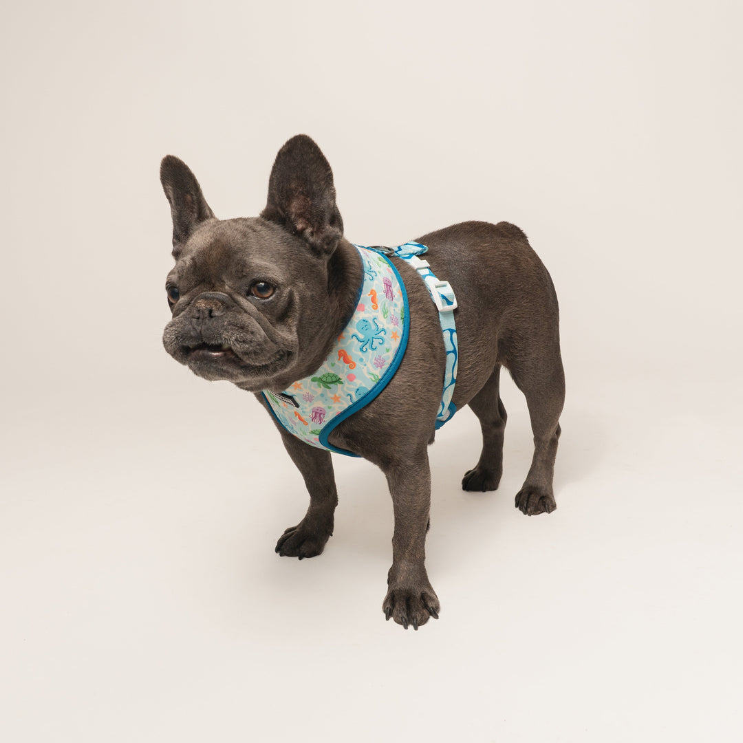 Frenchie Duo Reversible Harness - Aquatic Critters