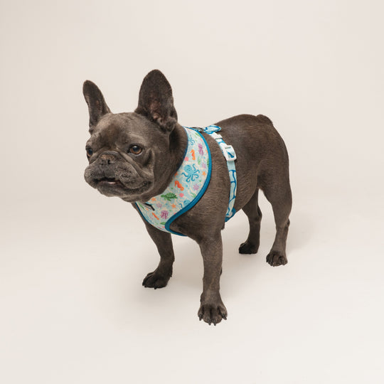 Frenchie Duo Reversible Harness - Aquatic Critters