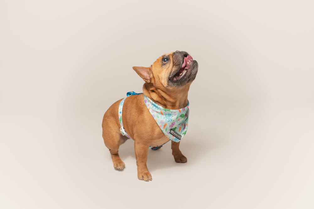 Frenchie Cooling Bandana - Aquatic Critters