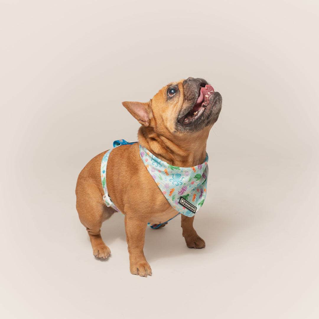 Frenchie Cooling Bandana - Aquatic Critters