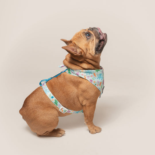 Frenchie Cooling Bandana - Aquatic Critters