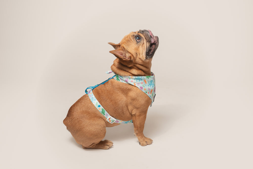 Frenchie Strap Harness - Aquatic Critters