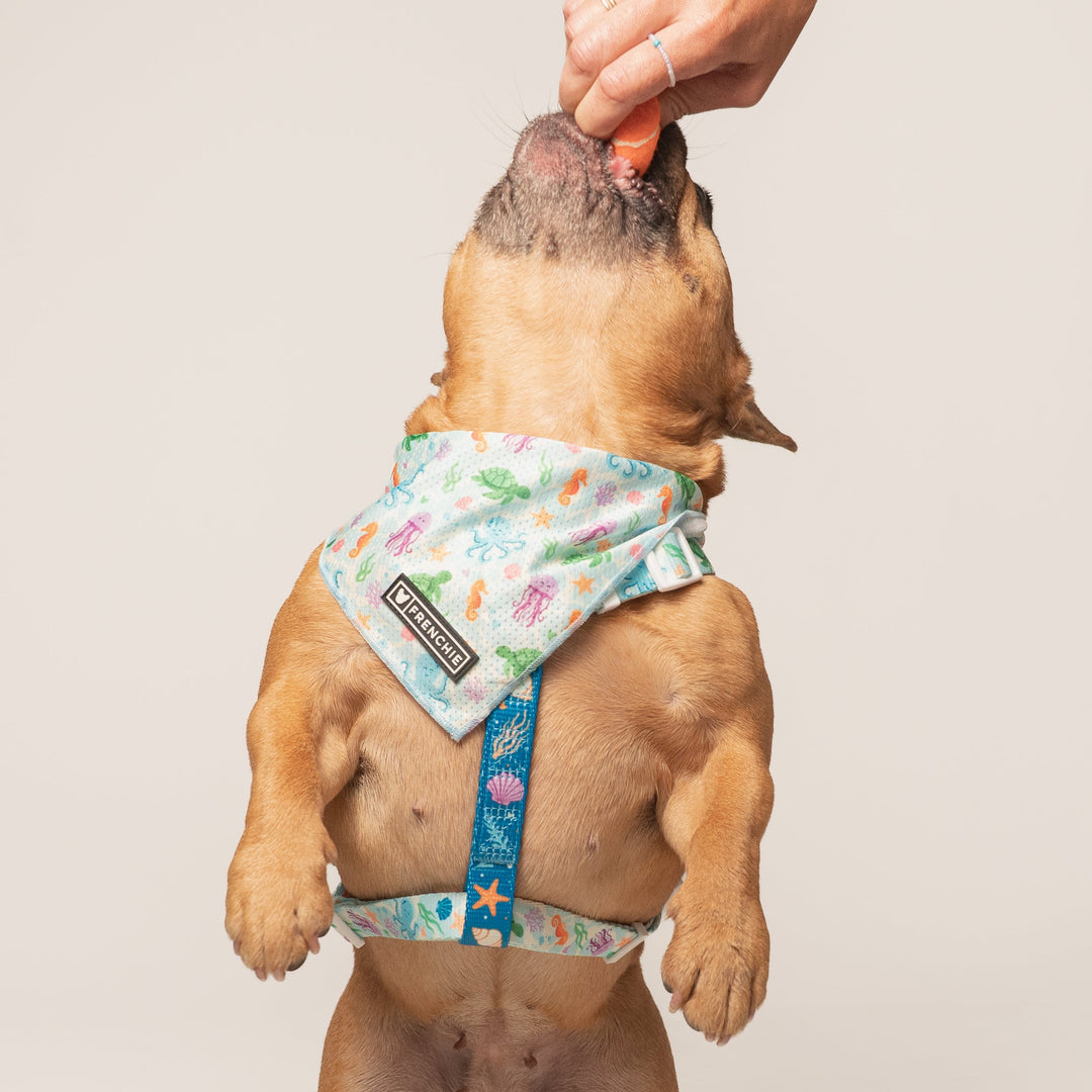 Frenchie Cooling Bandana - Aquatic Critters