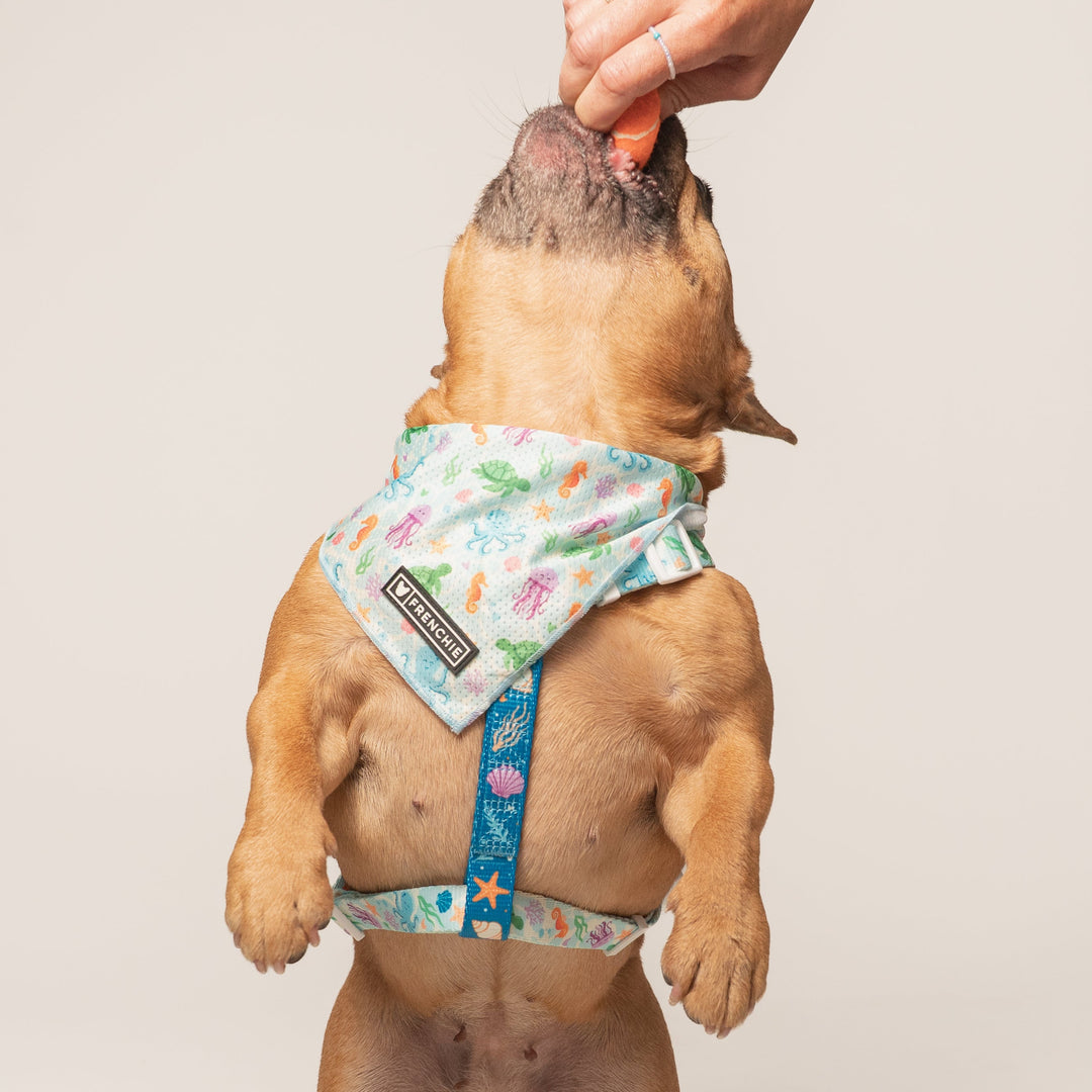 Frenchie Strap Harness - Aquatic Critters