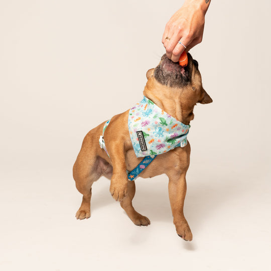 Frenchie Cooling Bandana - Aquatic Critters