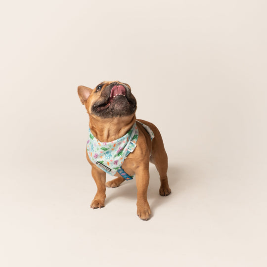 Frenchie Cooling Bandana - Aquatic Critters