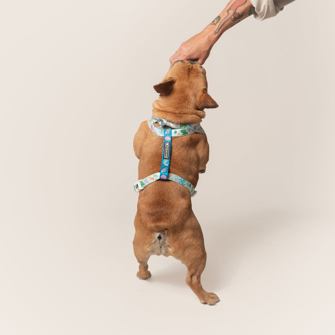 Frenchie Strap Harness - Aquatic Critters