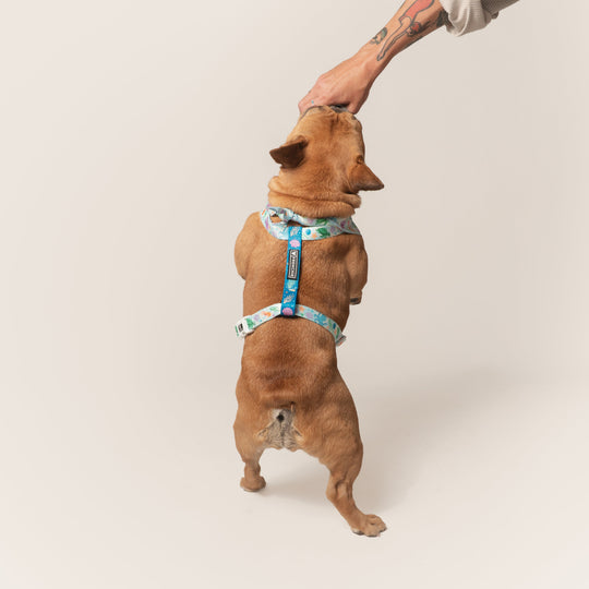 Frenchie Strap Harness - Aquatic Critters