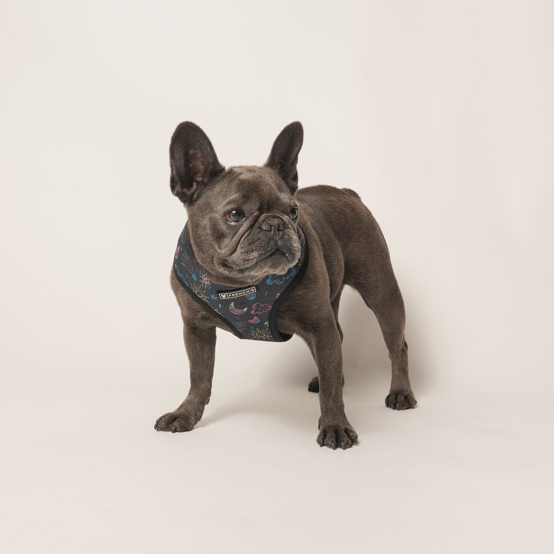 Frenchie Duo Reversible Harness - Chalk Art