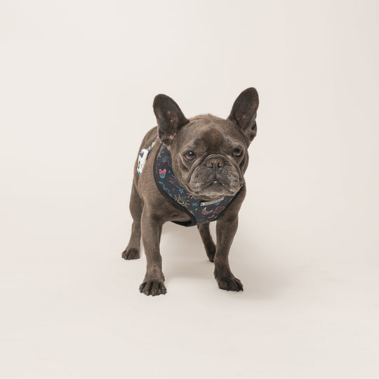 Frenchie Duo Reversible Harness - Chalk Art