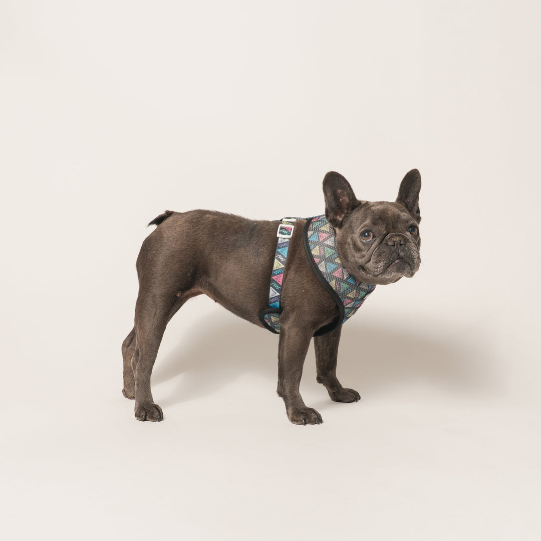 Frenchie Duo Reversible Harness - Chalk Art