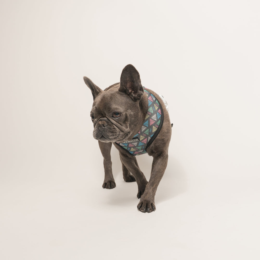Frenchie Duo Reversible Harness - Chalk Art