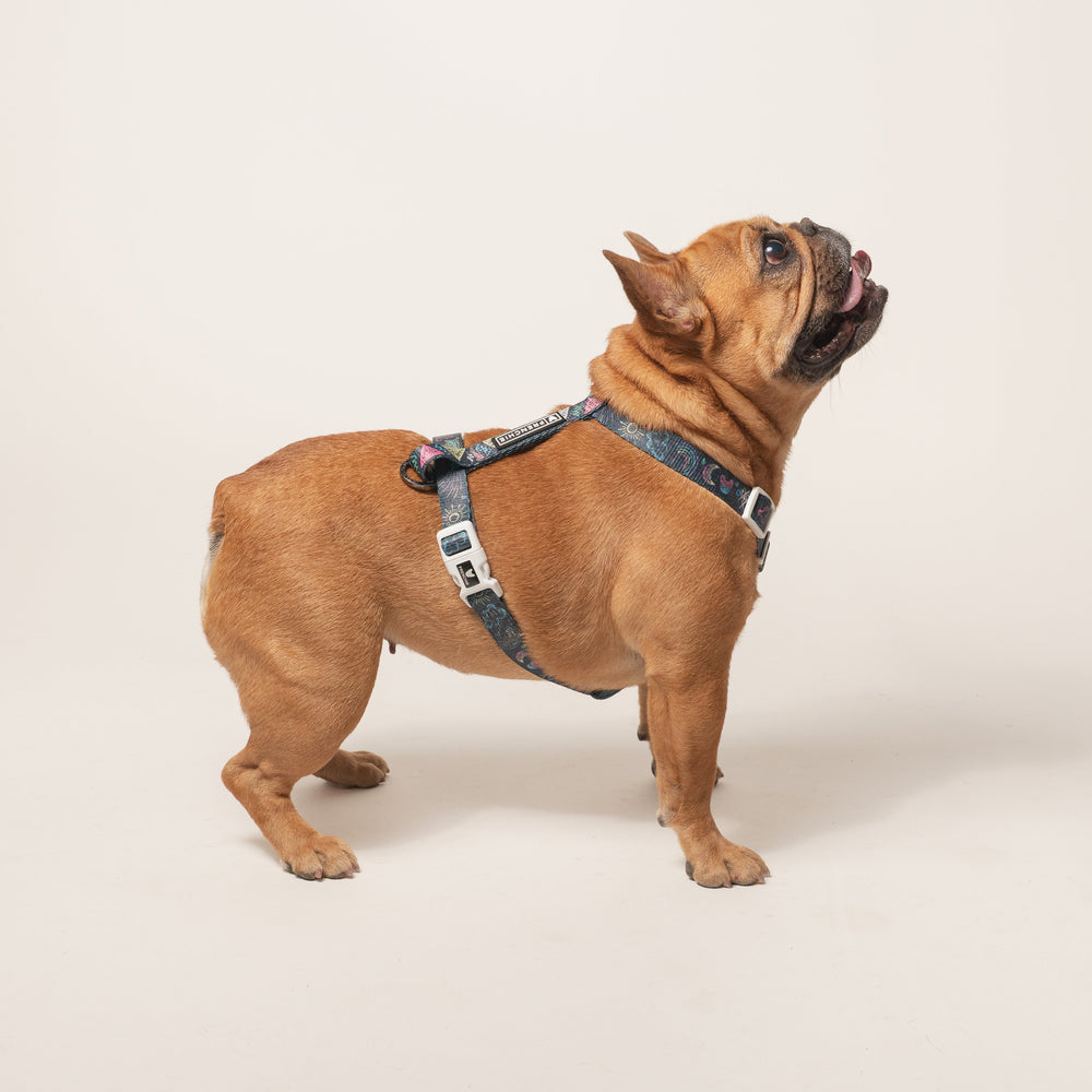 Frenchie Strap Harness - Chalk Art