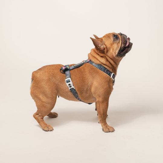 Frenchie Strap Harness - Chalk Art