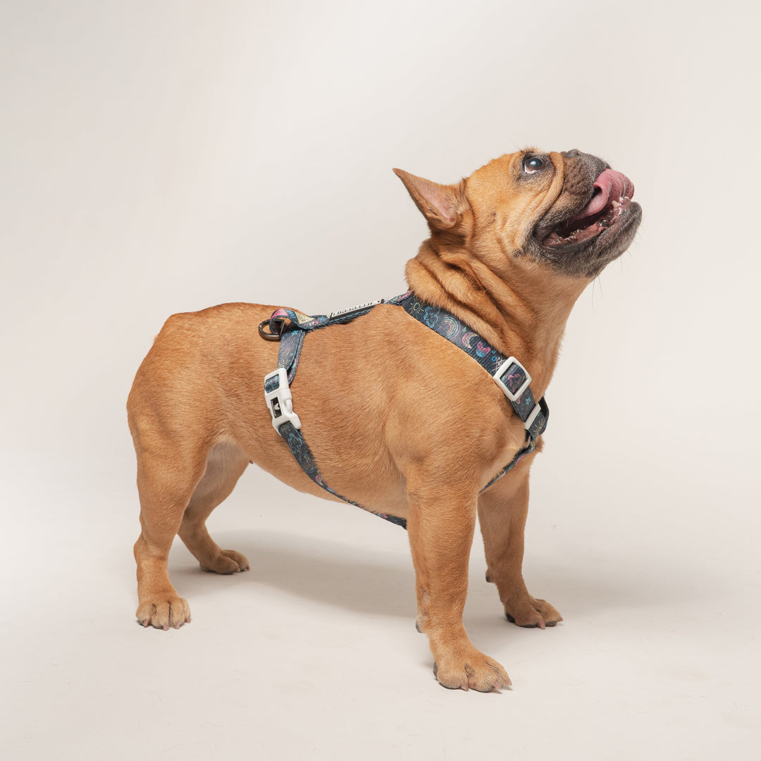 Frenchie Strap Harness - Chalk Art