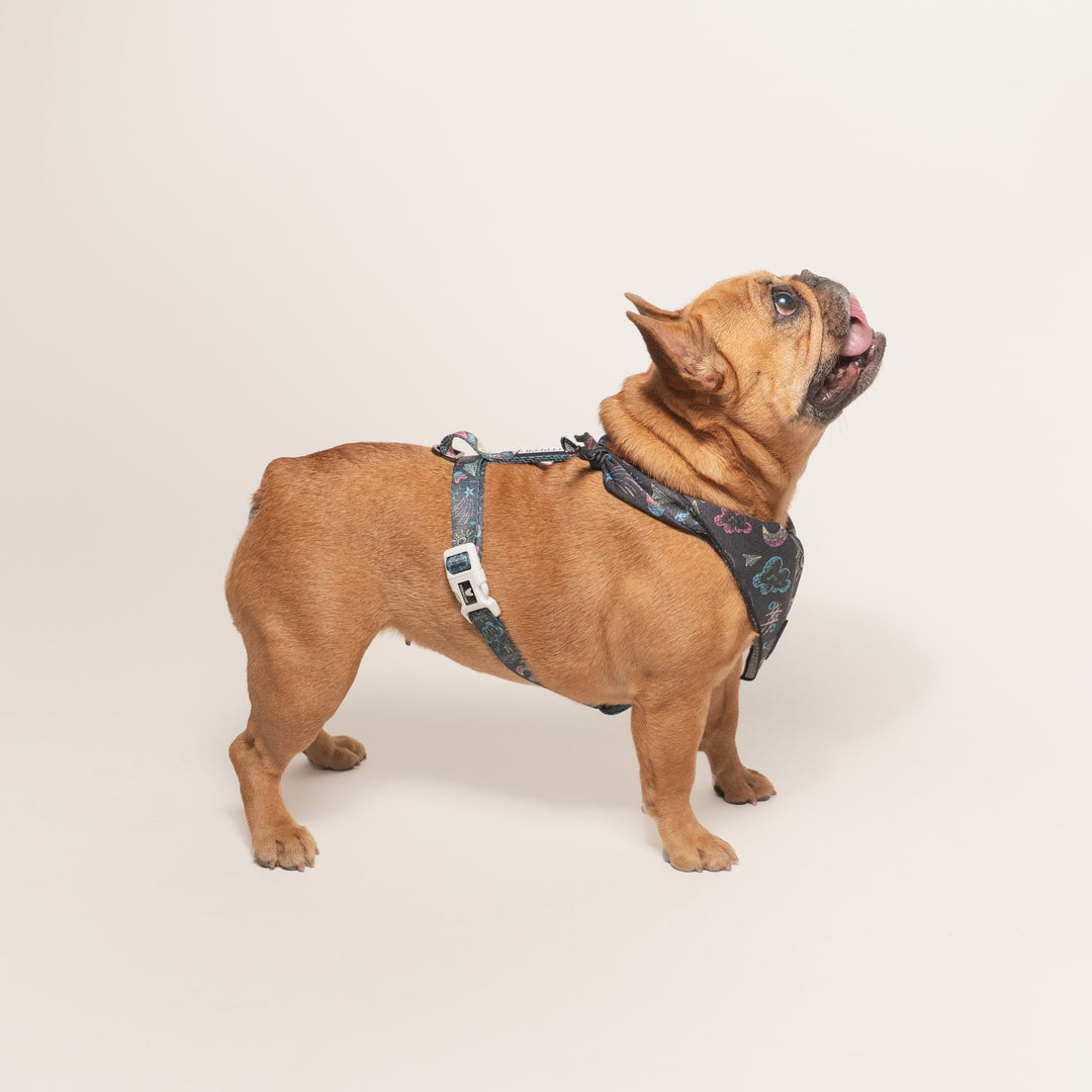 Frenchie Strap Harness - Chalk Art