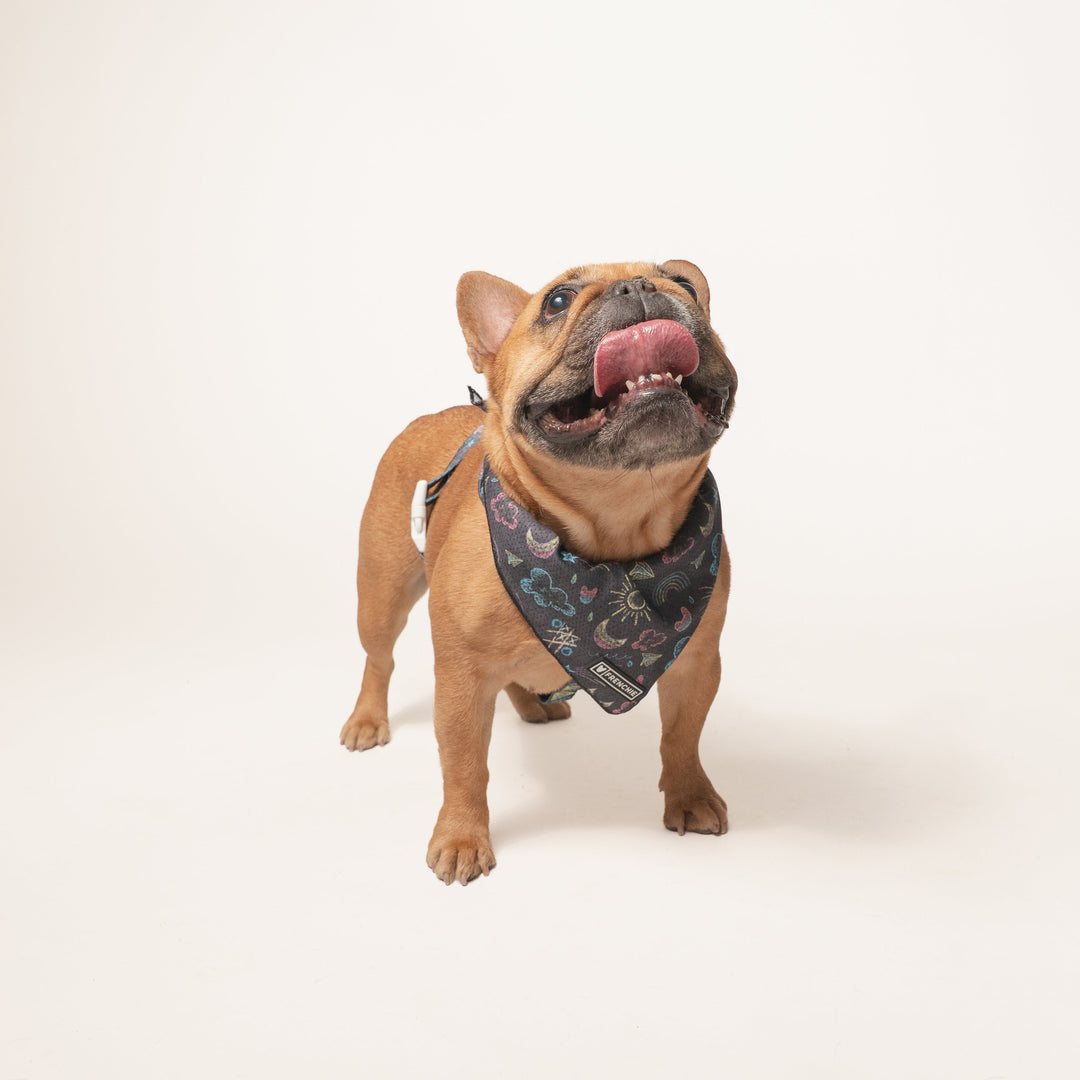 Frenchie Strap Harness - Chalk Art