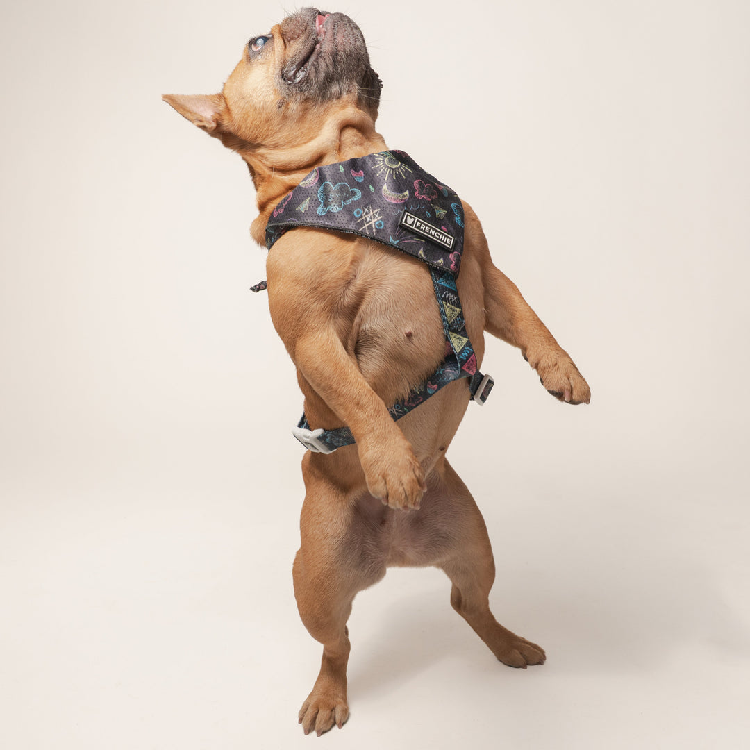 Frenchie Strap Harness - Chalk Art