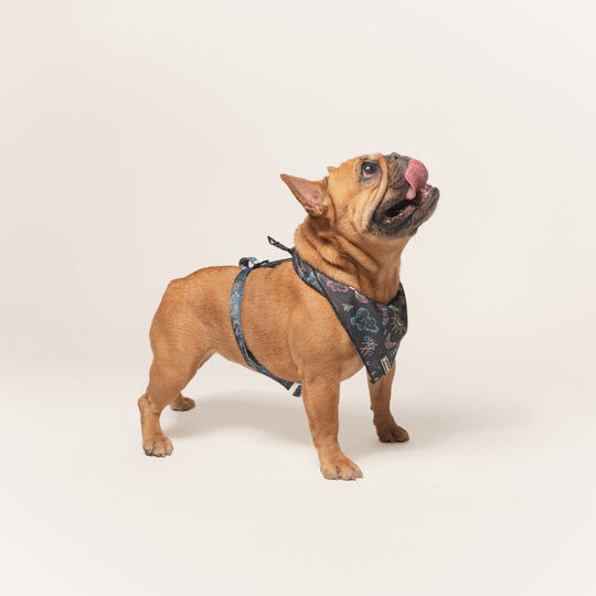 Frenchie Strap Harness - Chalk Art