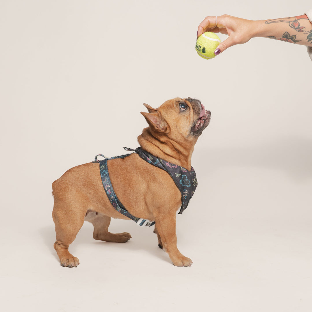 Frenchie Strap Harness - Chalk Art