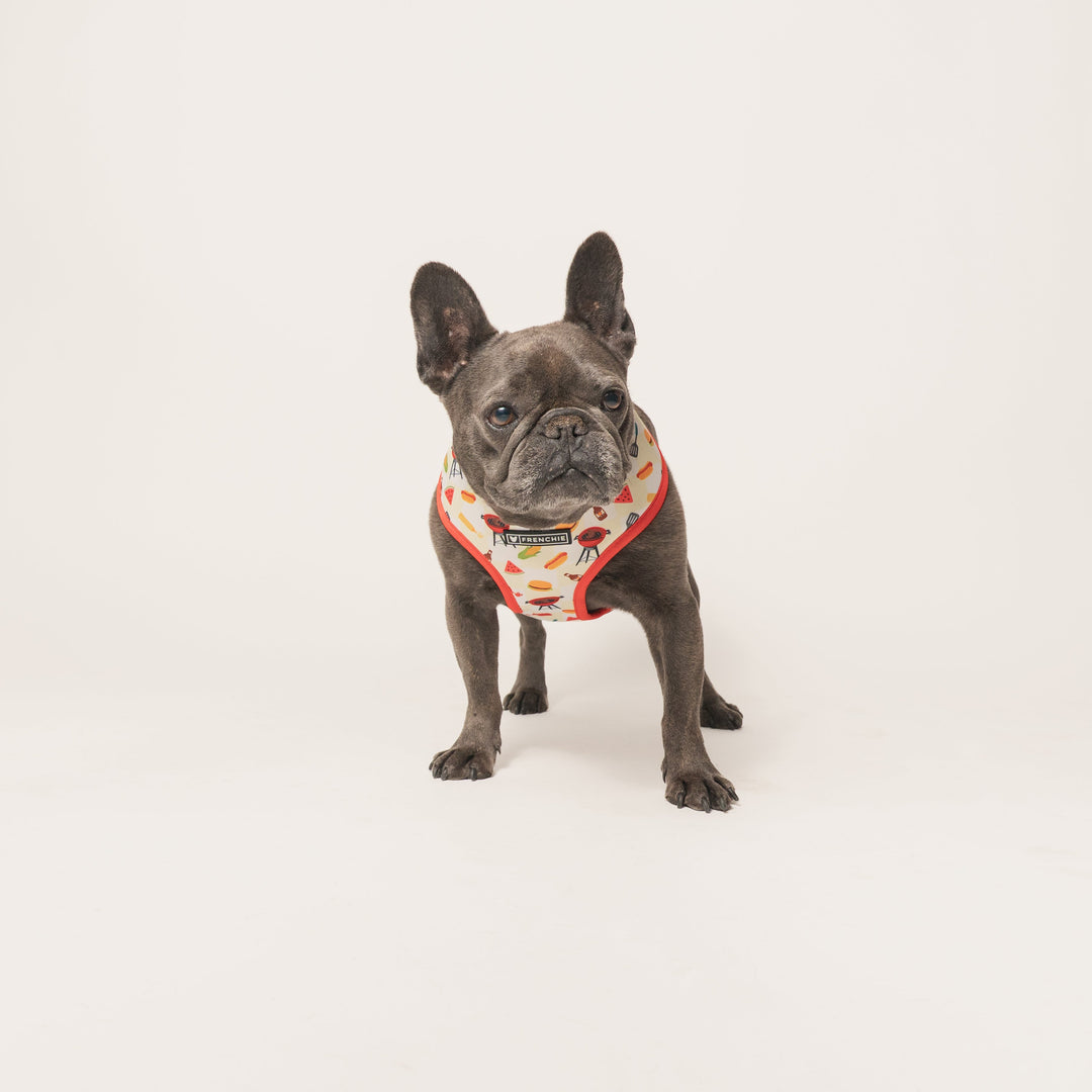 Frenchie Duo Reversible Harness - Cook Out