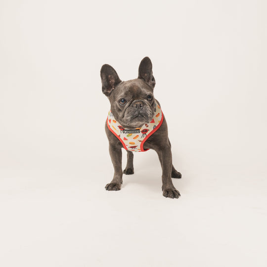 Frenchie Duo Reversible Harness - Cook Out