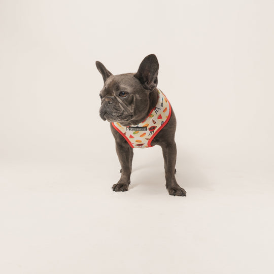 Frenchie Duo Reversible Harness - Cook Out