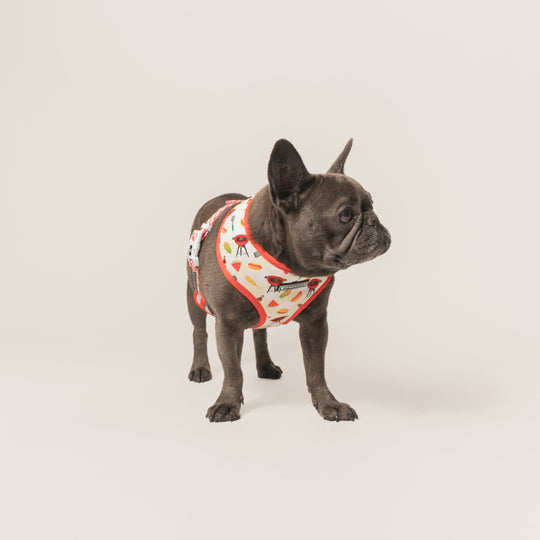 Frenchie Duo Reversible Harness - Cook Out