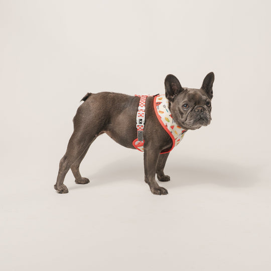 Frenchie Duo Reversible Harness - Cook Out