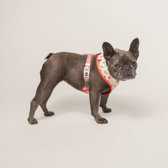 Frenchie Duo Reversible Harness - Cook Out