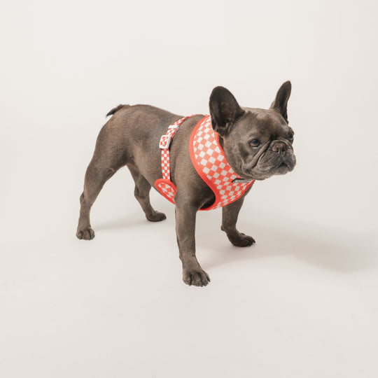 Frenchie Duo Reversible Harness - Cook Out