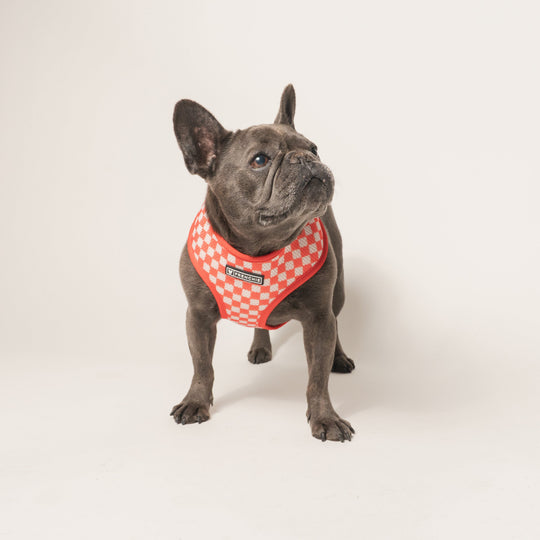 Frenchie Duo Reversible Harness - Cook Out