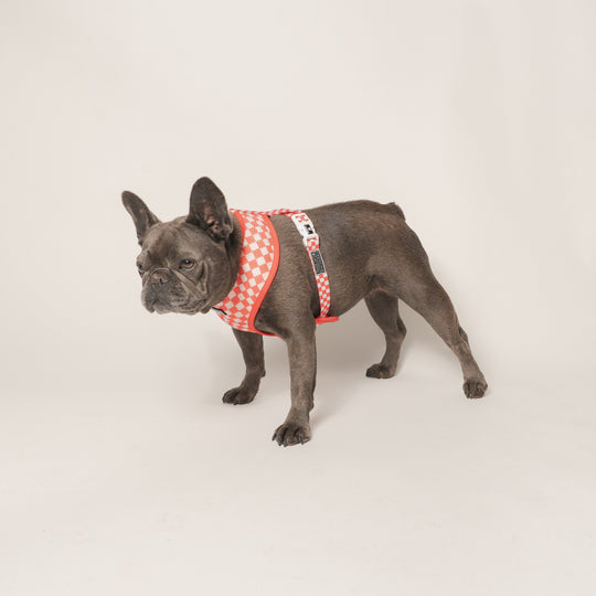 Frenchie Duo Reversible Harness - Cook Out