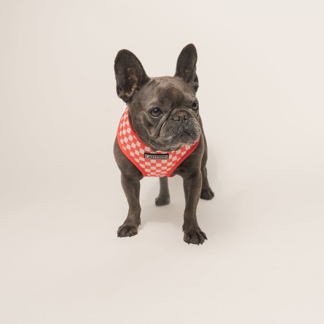 Frenchie Duo Reversible Harness - Cook Out