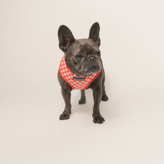 Frenchie Duo Reversible Harness - Cook Out