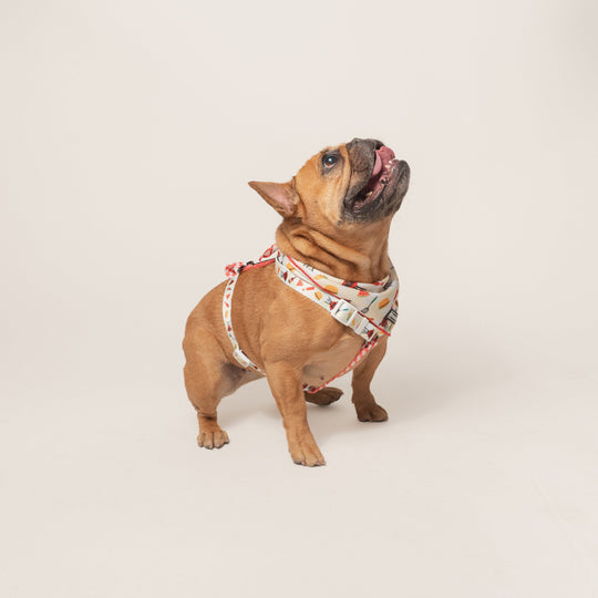 Frenchie Cooling Bandana - Cook Out