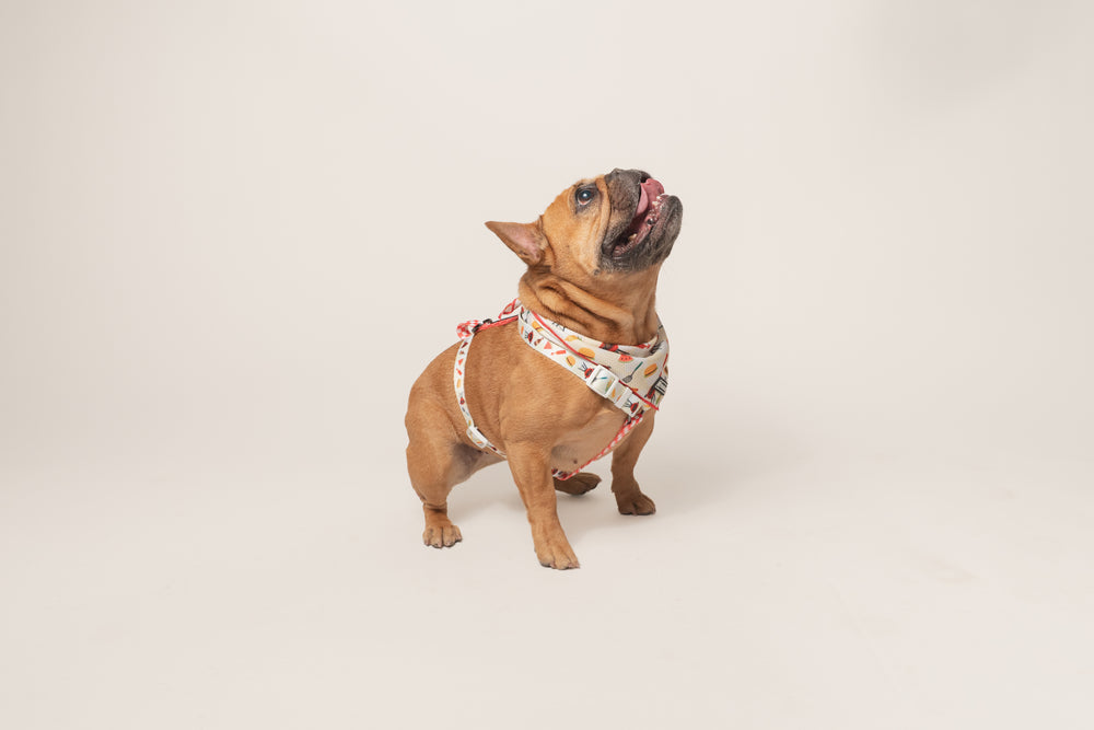 Frenchie Strap Harness - Cook Out
