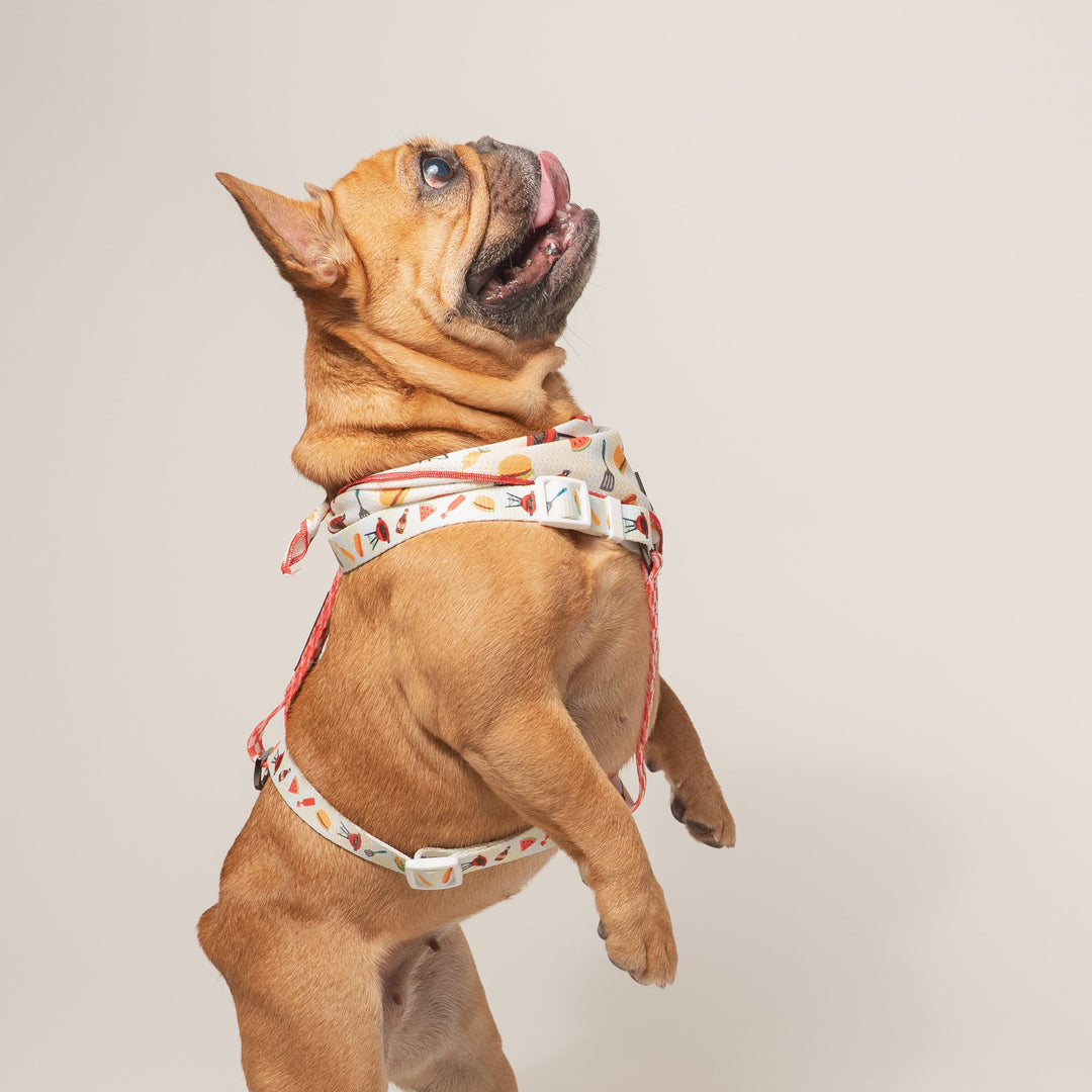 Frenchie Strap Harness - Cook Out