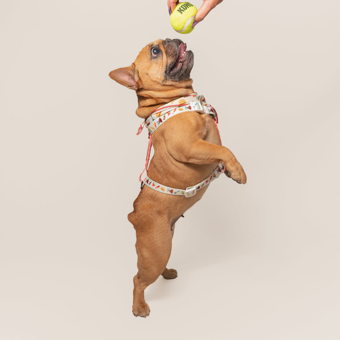 Frenchie Strap Harness - Cook Out