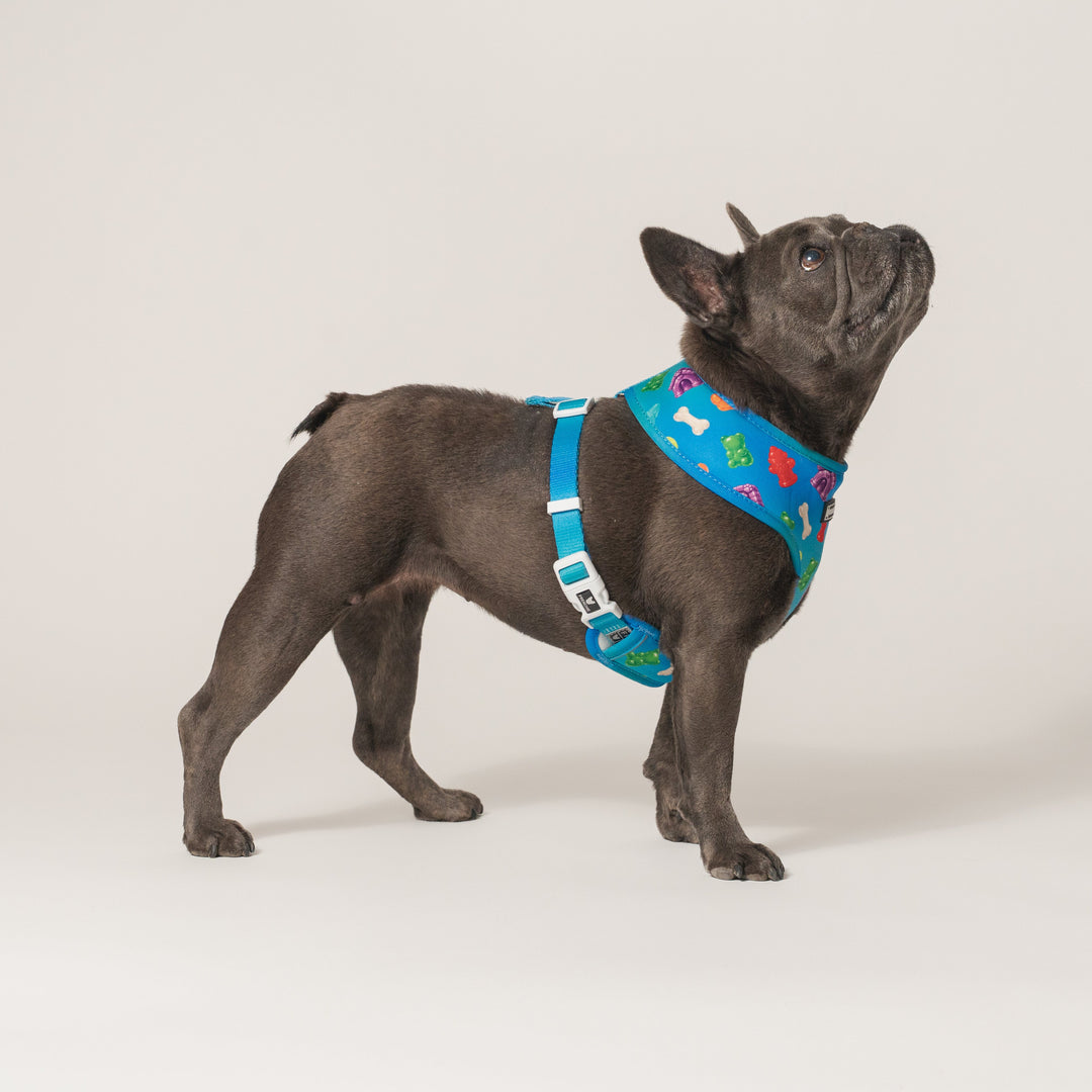 Frenchie Duo Reversible Harness - Gummies