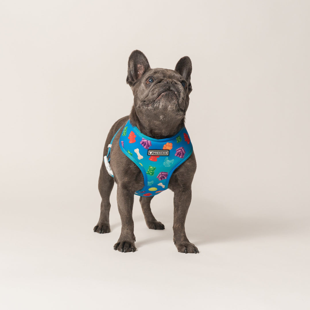 Frenchie Duo Reversible Harness - Gummies