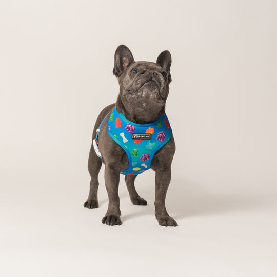 Frenchie Duo Reversible Harness - Gummies