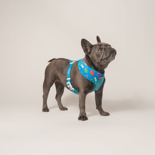 Frenchie Duo Reversible Harness - Gummies