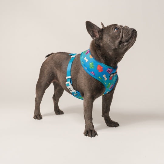 Frenchie Duo Reversible Harness - Gummies