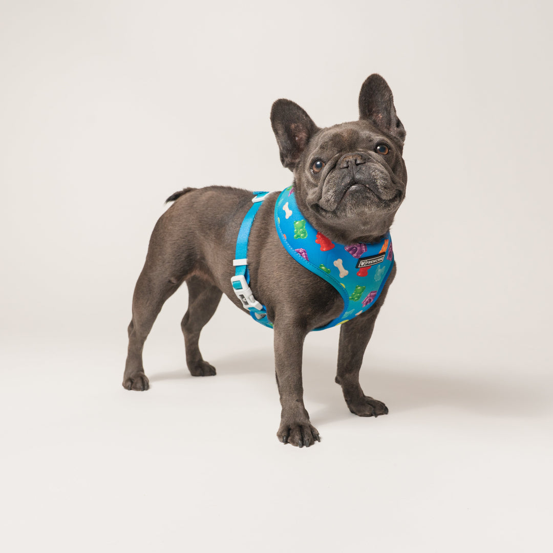 Frenchie Duo Reversible Harness - Gummies