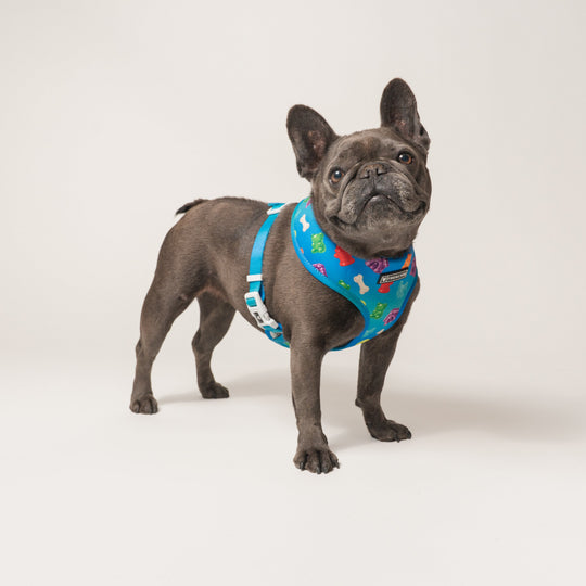 Frenchie Duo Reversible Harness - Gummies