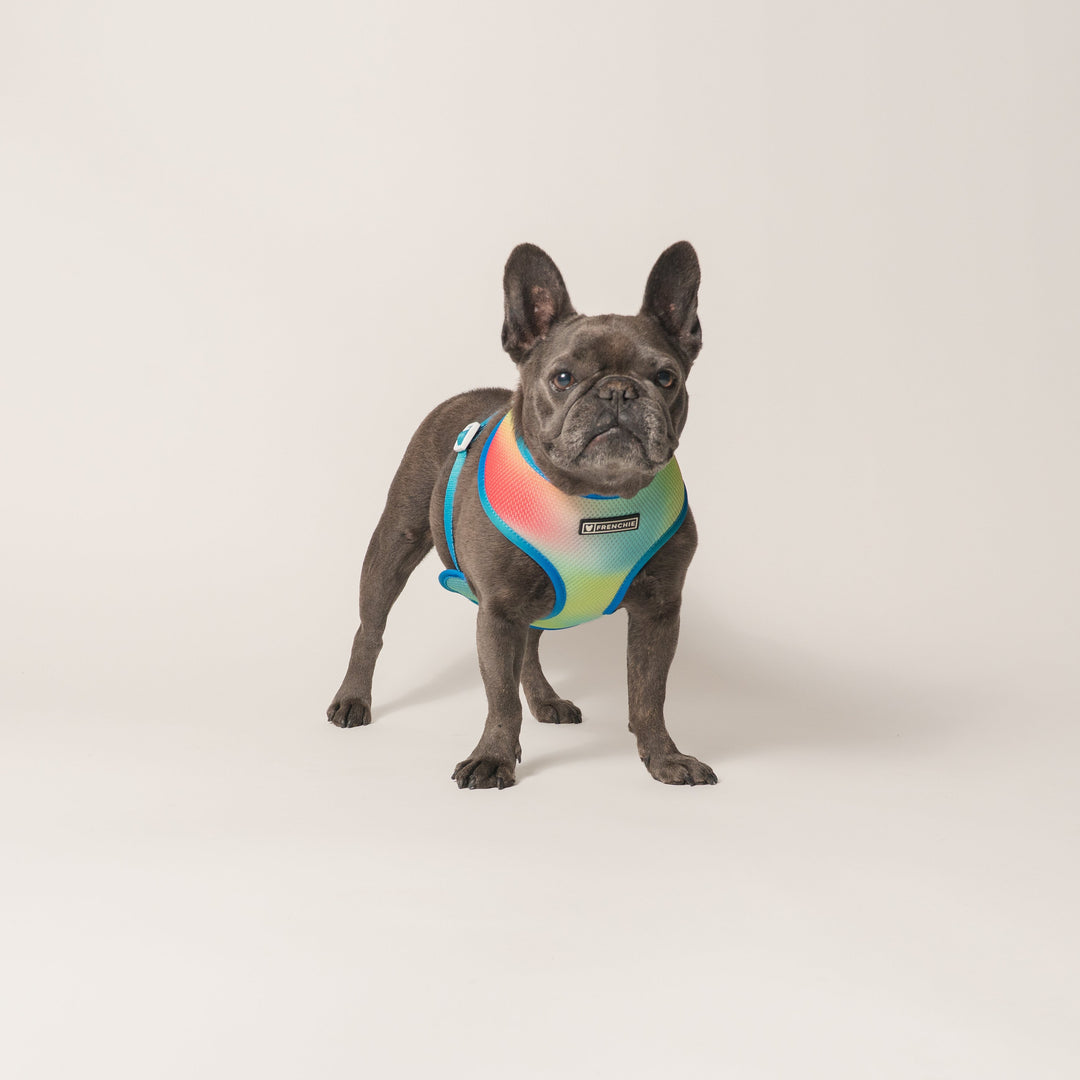 Frenchie Duo Reversible Harness - Gummies
