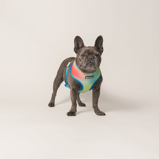 Frenchie Duo Reversible Harness - Gummies